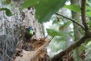 Ein grünblau schillernder Käfer auf Blättern