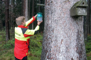 Mann in rot gelber Jacke befestigt eine Falle an einem Ast am Baum.