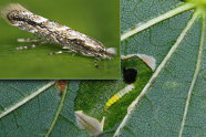 Zwei Bilder: Weiß-gelbe Raupe auf einem grünen Blatt. Ein kleineres Bild auf der linken Bildecke zeigt ein graue Motte.