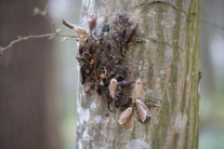 Ein Nest aus Material, das an einen Schwamm erinnert mit graubraunen Schmetterlingen
