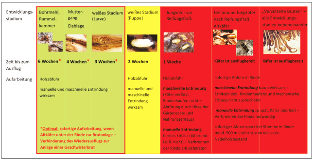 Aufarbeitungszeitraum bis zum Ausflug der angelegten Brut des Buchdruckers. Werden unter der Rinde Altkäfer gefunden, sollte die Aufarbeitung unverzüglich erfolgen, um ein Ausfliegen zur Anlage einer weiteren Brut zu vermeiden! Diese Entwicklungszeiträume gelten auch für den Kupferstecher. 