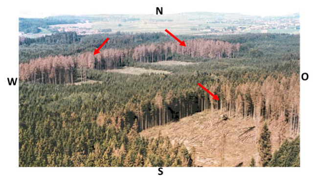 Luftbild von Fichtenwald mit mosaikartigen Kahlschlägen und rotbraun gefärbten Bestandesrändern.