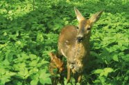 Wildtierkamerabild einer Geiß mit ihrem Kitz