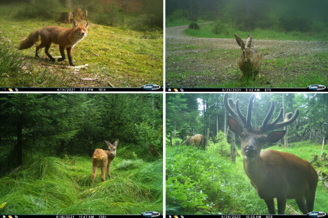 Fuchs, Feldhase, Rehkitz und Rothirsch auf Bildern von Fotofallen