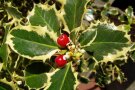 Zweig einer Ilex Sorte mit stacheligen, weiß umrandeten Blättern mit zwei roten Früchten