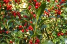 Ilex Sorte  J C van Tol mit vielen roten Früchten und grünen, ganzrandigen länglichen Blättern