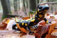 Portrait eines Feuersalamanders: schwarze Eidechse mit großen gelben Flecken.