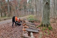 Im Wald aufgereihte, geschnittene Baumstämme werden von Studierenden begutachtet.