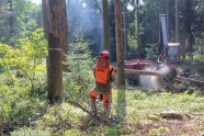 Mann mit Warnbekleidung und Motorsäge fällt einen Baum; im Hintergrund ein Harvester bei der Arbeit