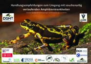 Feuersalamander auf dem Cover