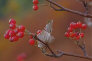 rote Frucht der Mehlbeere am Baum vor unscharfem orangenen Hintergrund