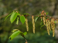 Ästchen mit den weiblichen und männlichen Blüten