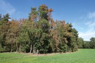 Baumgruppe, die teilweise abgestorben ist, inmitten von Wiese