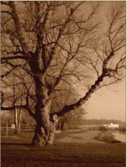 Das Foto ist in Umbratönen gehalten und zeigt einen mächtigen Baum ohne Blätter am Ufer eines Sees. Im Hintergrund verläuft entlang einer Baumreihe ein Weg. In der Ferne ist ein weißes Gebäude zu erkennen.