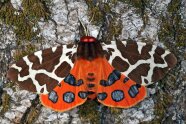 Rot-braun-weißer Schmetterling