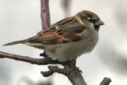 Haussperling auf Ast