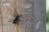 Schwarzer Käfer mit weißen Punkten und langen Fühlern auf einem Stamm