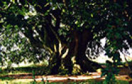 Ausladener alter Baum