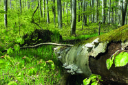 Todholzstamm in einem Wald