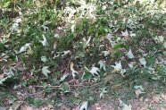 Verwelkte, grüne Ahorn-Blätter liegen am Boden