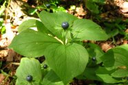 Die Vierblättrige Einbeere mit einer dunkelblauen Beere an der Spitze des Pflanzenstängels