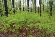 Buchenverjüngung in Buchenbestand