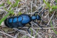 Nahaufnahme eines länglichen schwarzen Käfers