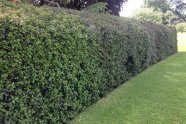 Geschnittene Hecke aus Stechpalmen in einem Garten