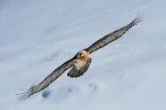 Ein Bartgeier fliegt vor schneeiger Landschaft