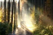 Einzelne Sonnenstrahlen der tiefstehenden Sonne durchdringen das Kronendach eines Waldes