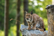 Ein Luchs sitzt auf einem Felsblock