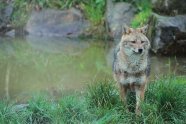 Goldschakal, sieht aus wie ein brauner Wolf, nur kleiner, irgendwie süß