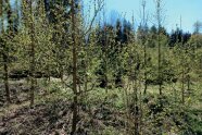 Blick auf einen Bestand noch junger Baumhaseln im Weltwald Freising
