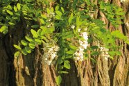 Stamm einer Robie mit Ast, Blättern und Blüten (Nahaufnahme)