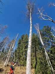 AWG-Mitarbeiter bei der Beprobung des Moorbirkenbestandes