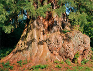 Das Bild zeigt die Basis eines Baumstammes. Der Stamm ist sehr breit und rötlich gefärbt. 