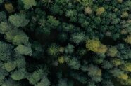 Drohnenaufnahme ins Kronendach eines Waldes