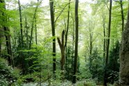 Blick in einen Mischwald mit Totholzanteilen