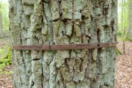 Ein Zuwachsmaßband ist an einem Baumstamm angebracht.