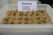 Keimlinge von Roteiche in Pflanzsubstrat in einer Kiste