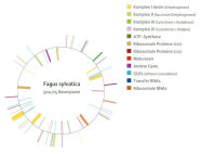 Kreisgrafik auf der die einzelnen Gene farblich gekennzeichnet sind. Daneben die Legende