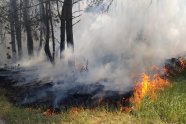 Bodenbrand im Wald