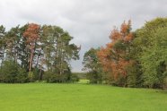 Blick auf eine grüne Wiese und dahinter absterbende Kiefern