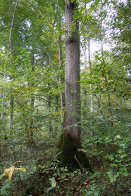 Flatterulme mit geradem Schaft inmitten von Naturverjüngung