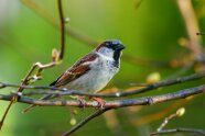 Haussperling sitzt auf vor grünem Hintergrund auf einem Ästchen