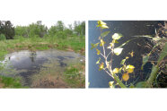 Links: Ein Blick auf einen Moor-Tümpel Rechts: Ein Wasserfrosch schwimmt in einem Tümpel