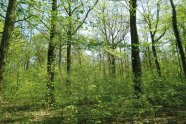 Buchenwald mit aufkommender Naturverjüngung im Frühjahr
