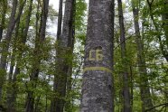 Ein Baum ist in gelber Farbe mit C6 markiert