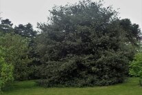 Gebüsch aus Steckpalmen in einem Garten