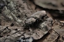 Feuer-Prachtkäfer sitzt auf einer Rinde. Farblich gut getarnter Käfer